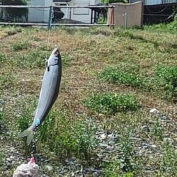 琵琶湖志賀浜小鮎釣り